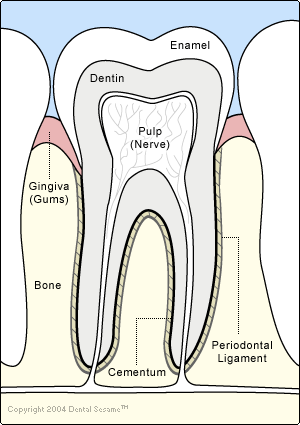 Anatomy of a Tooth